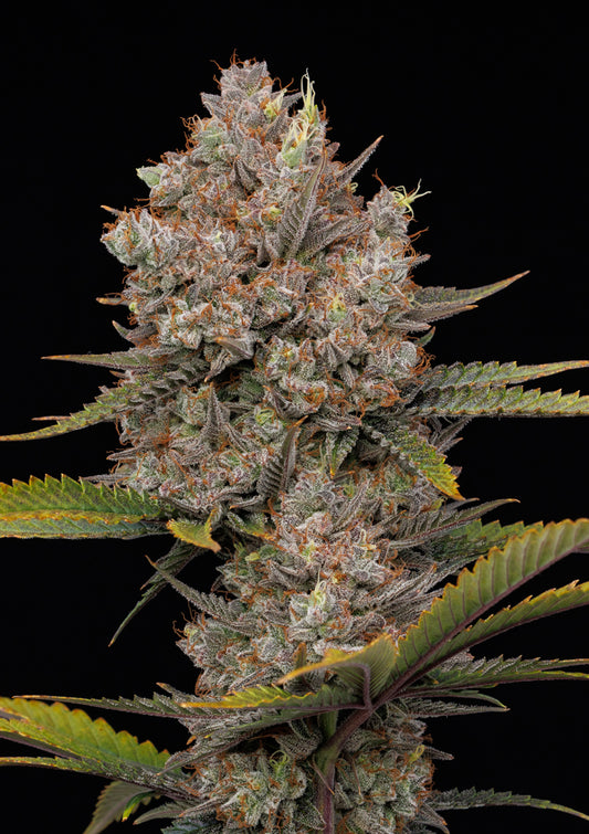Hella Jelly Auto Feminised Seeds – Humboldt Seed Co. | Highdelberg Seeds