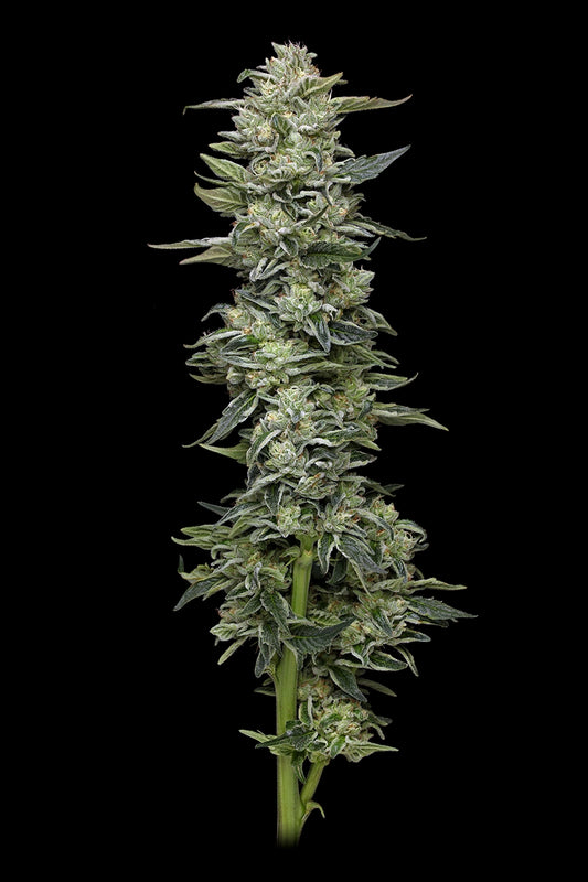 Honey Bear Feminised Seeds – Humboldt Seed Co. | Highdelberg Seeds