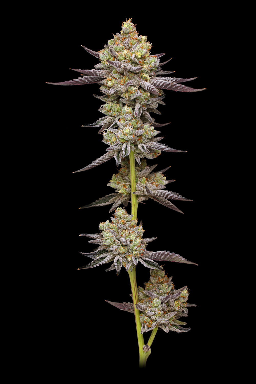 Hyper Za Feminised Seeds – Humboldt Seed Co. | Highdelberg Seeds