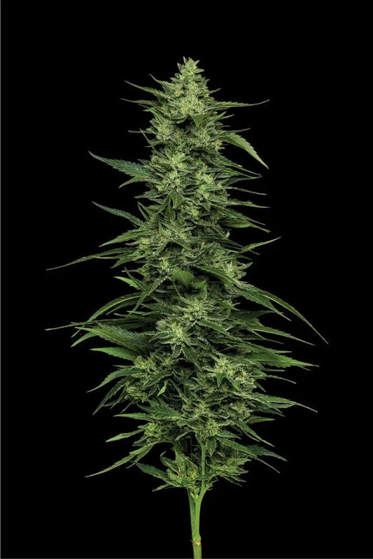 Limez Feminised Seeds – Humboldt Seed Co. | Highdelberg Seeds