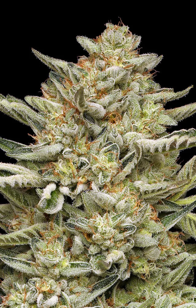 OG Triploid Auto Feminised Seeds – Humboldt Seed Co. | Highdelberg Seeds