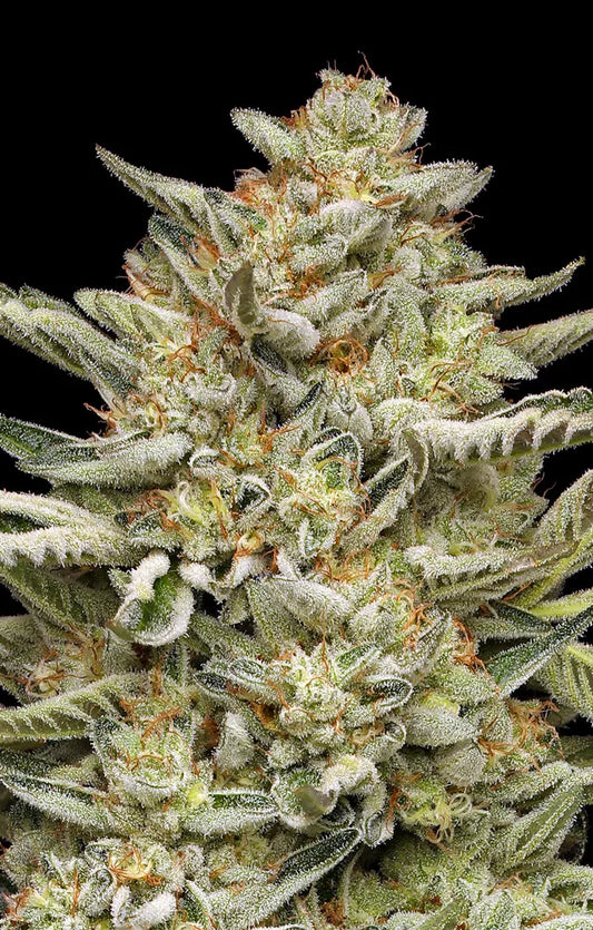 OG Triploid Auto Feminised Seeds – Humboldt Seed Co. | Highdelberg Seeds