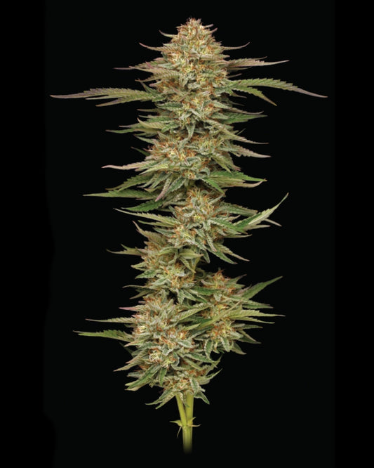Orange Creampop Feminised Seeds – Humboldt Seed Co. | Highdelberg Seeds