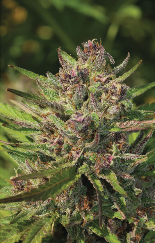 Purple Panty Dropper Feminised Seeds – Humboldt Seed Co. | Highdelberg Seeds