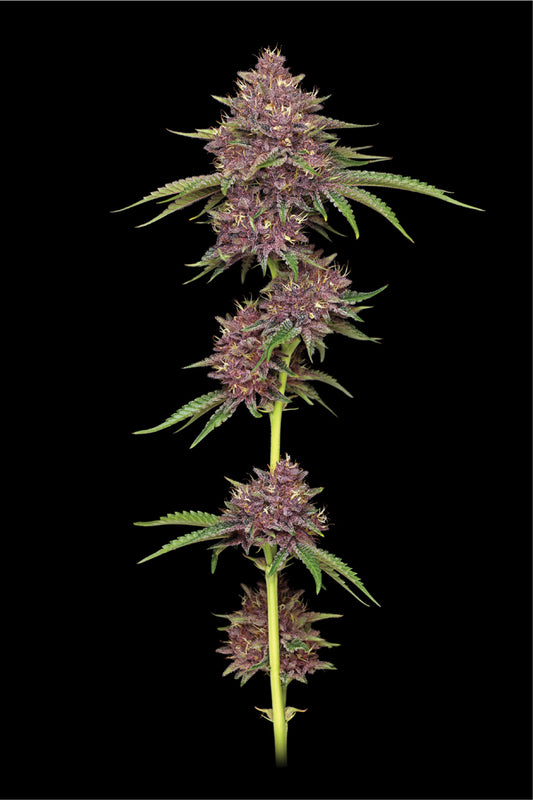 The Purpz Feminised Seeds – Humboldt Seed Co. | Highdelberg Seeds