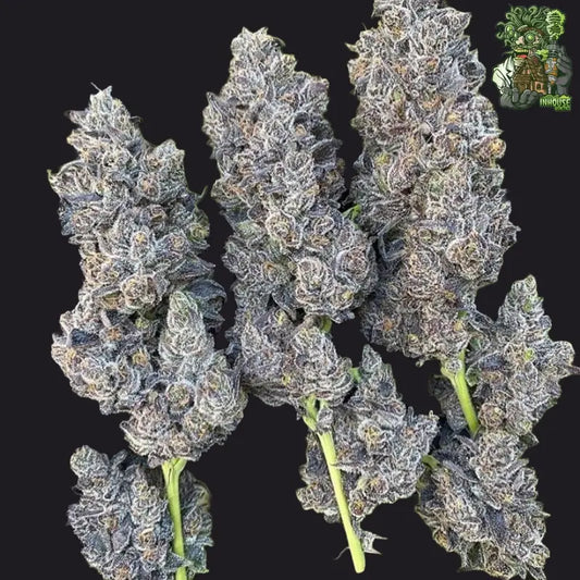 Bananacane Feminisierte Cannabissamen – In House Genetics | Sammlerobjekt gemäß KCanG §4