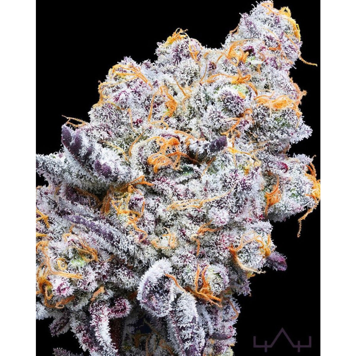Deluxe Sugarcane – Feminisiert Cannabis Samen von In House Genetics – Sammlerobjekt bei Highdelberg Seeds