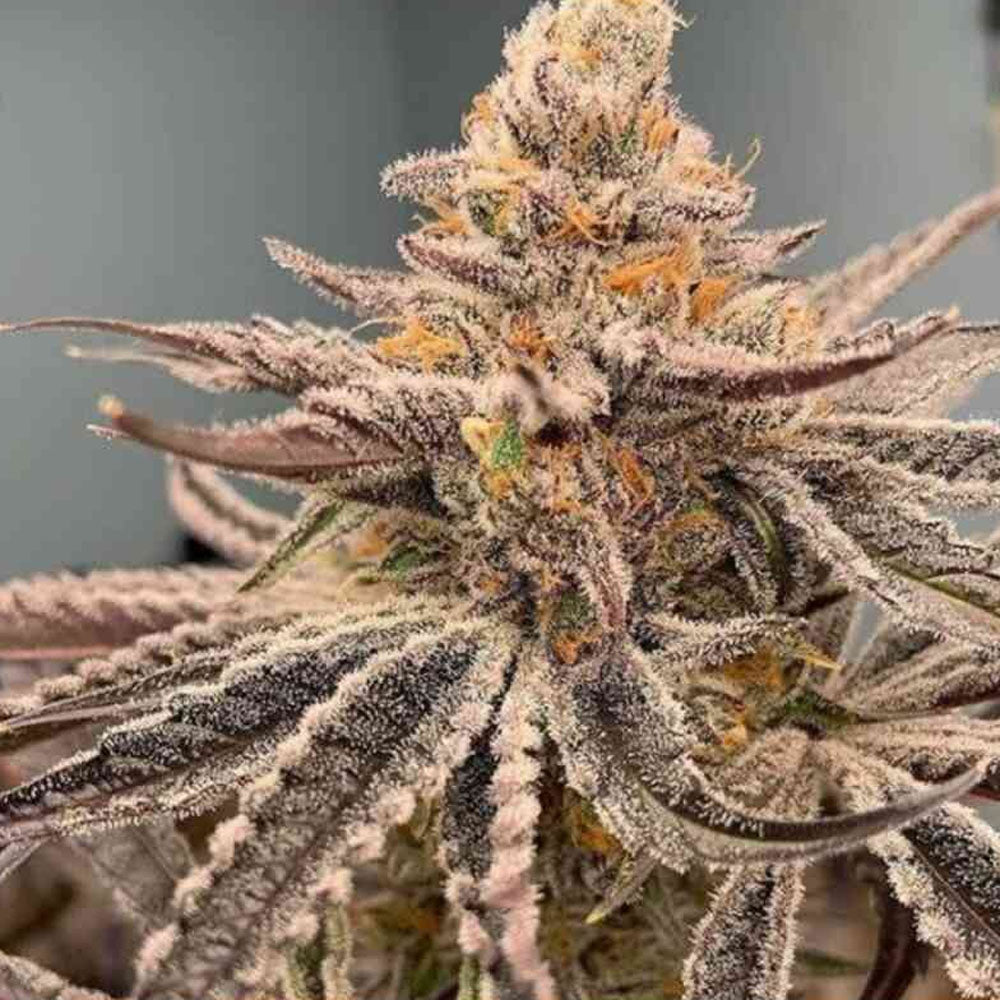 Garlic Storm – Feminisiert Cannabis Samen von In House Genetics – Sammlerobjekt bei Highdelberg Seeds