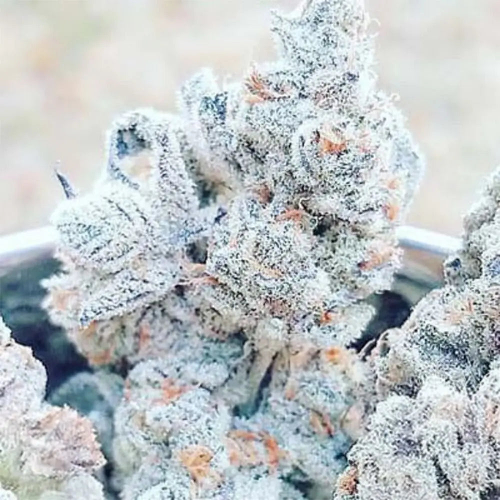 Jelly Breath S1 – Feminisiert Cannabis Samen von In House Genetics – Sammlerobjekt bei Highdelberg Seeds