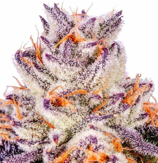 Jellysickle Feminisierte Cannabissamen – In House Genetics | Sammlerobjekt gemäß KCanG §4