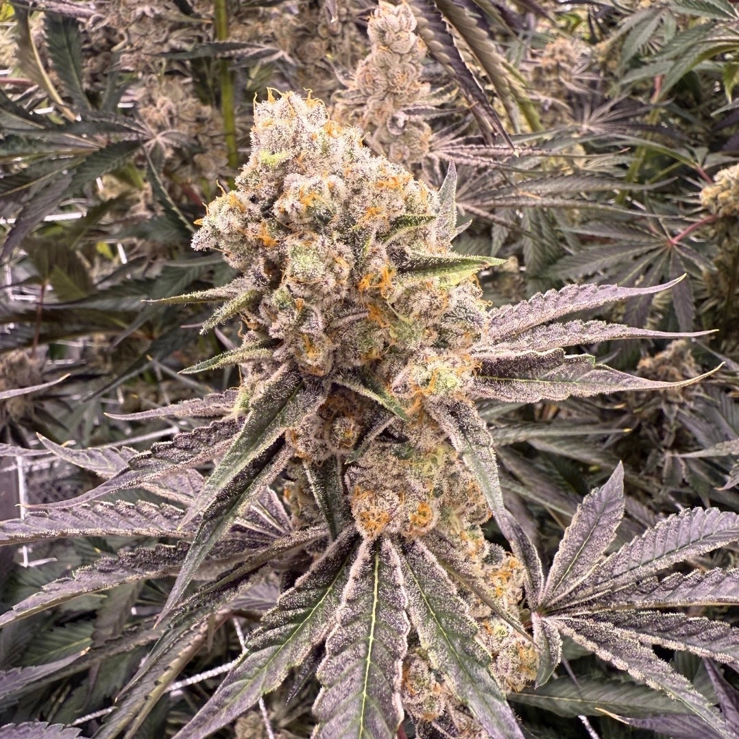 Platinumz – Feminisiert Cannabis Samen von In House Genetics – Sammlerobjekt bei Highdelberg Seeds