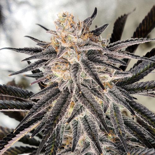 Platinum Gorilla – Feminisiert Cannabis Samen von In House Genetics – Sammlerobjekt bei Highdelberg Seeds