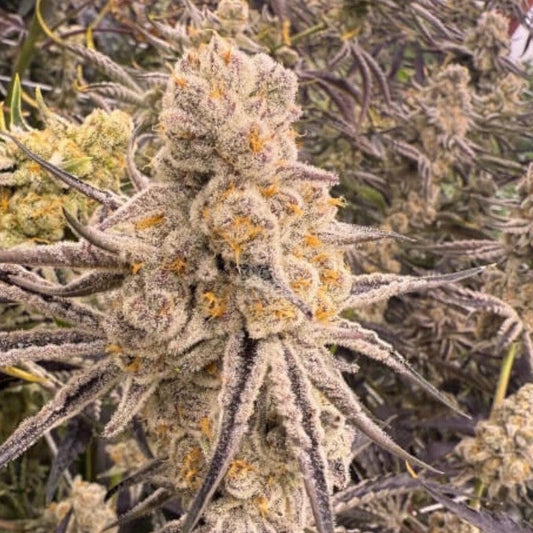 Slurricane IX – Feminisiert Cannabis Samen von In House Genetics – Sammlerobjekt bei Highdelberg Seeds