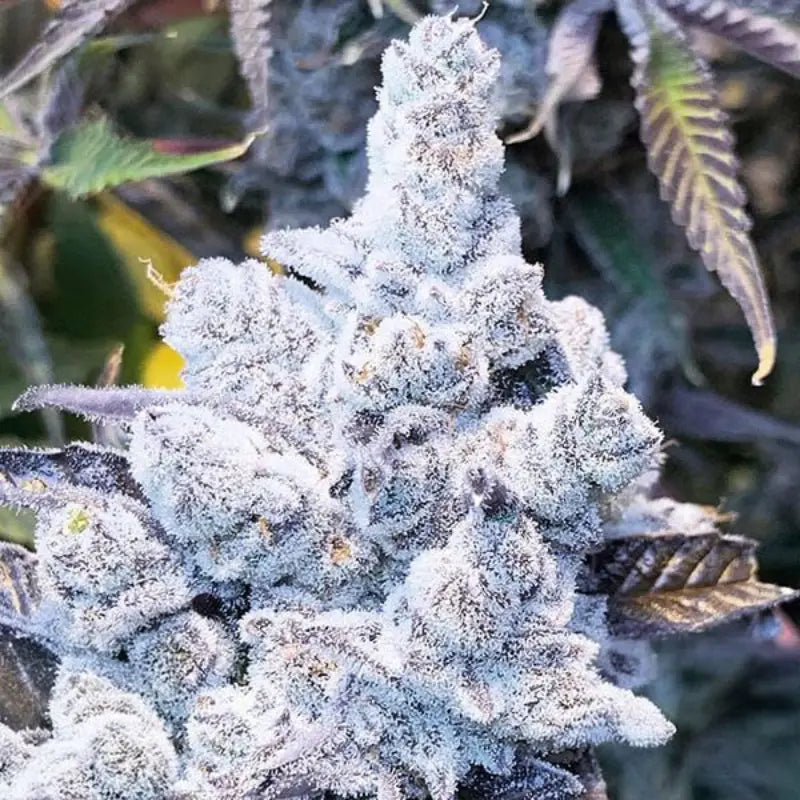 Slurricane – Feminisiert Cannabis Samen von In House Genetics – Sammlerobjekt bei Highdelberg Seeds