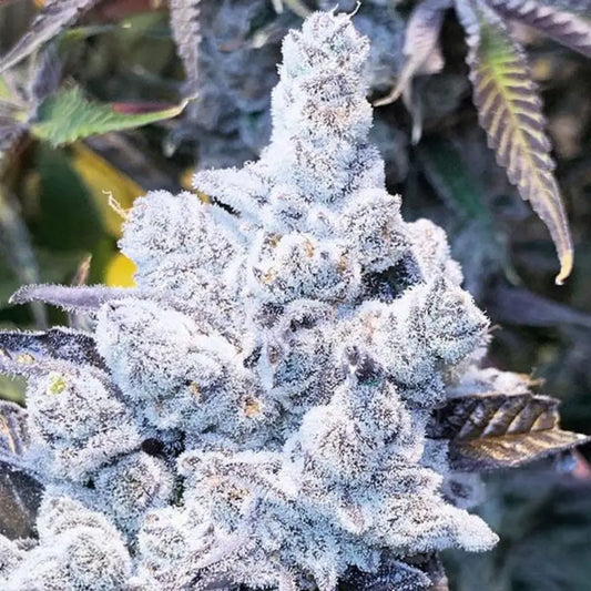 Slurricane #7 Feminisierte Cannabissamen – In House Genetics | Sammlerobjekt gemäß KCanG §4