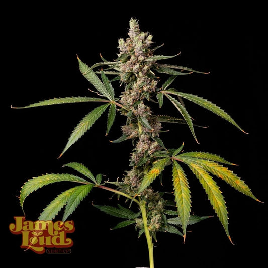 Apples & Banana Z Regular Samen – James Loud Genetics – James Loud Genetics | Highdelberg Seeds