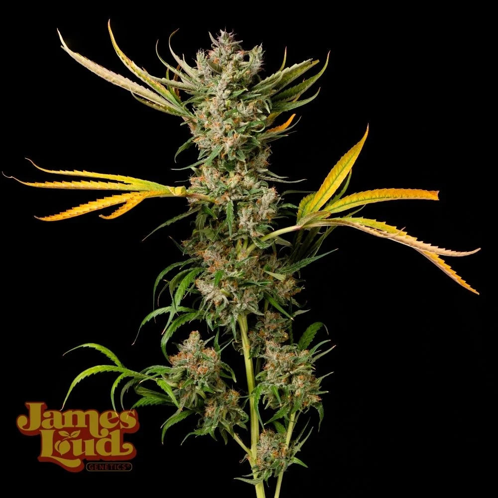 Banana Cough Genetics – Regular Cannabis Samen von James Loud Genetics – Sammlerobjekt bei Highdelberg Seeds