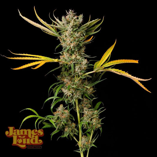Banana Cough Regular Cannabissamen James Loud Genetics – Fort Collins Cough × Banana Z – 3er Pack Sammlerobjekt
