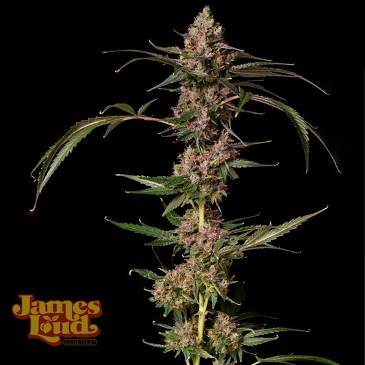 Banana Punch Gelato Auto Feminisierte Samen – James Loud Genetics – James Loud Genetics | Highdelberg Seeds