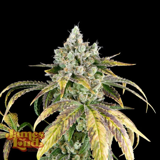 Gorilla Cookies OG Auto Feminisierte Samen – James Loud Genetics – James Loud Genetics | Highdelberg Seeds