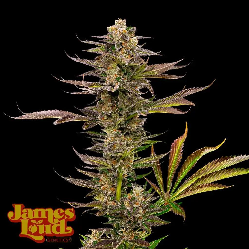 Guavalato Auto Feminisierte Samen – James Loud Genetics – James Loud Genetics | Highdelberg Seeds
