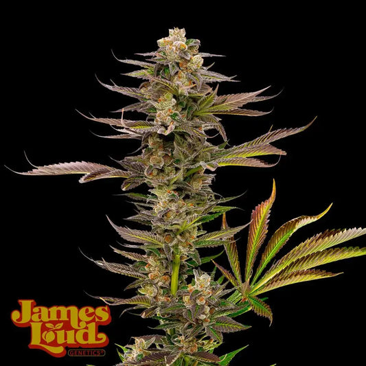 Guavalato Auto Feminisierte Samen – James Loud Genetics – James Loud Genetics | Highdelberg Seeds
