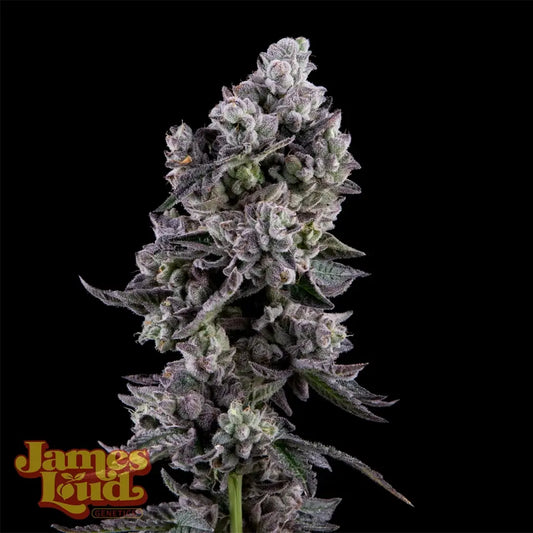Havana Bandana Regular Samen – James Loud Genetics – James Loud Genetics | Highdelberg Seeds
