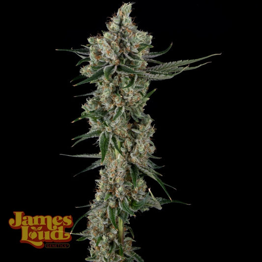 Loud Dream Candy Feminisierte Cannabissamen James Loud Genetics – Blue Dream × Double Lemon Cherry – 3er Pack Sammlerobjekt