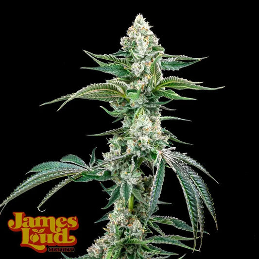 OG Kush F4 IBL Auto Feminisierte Samen – James Loud Genetics – James Loud Genetics | Highdelberg Seeds