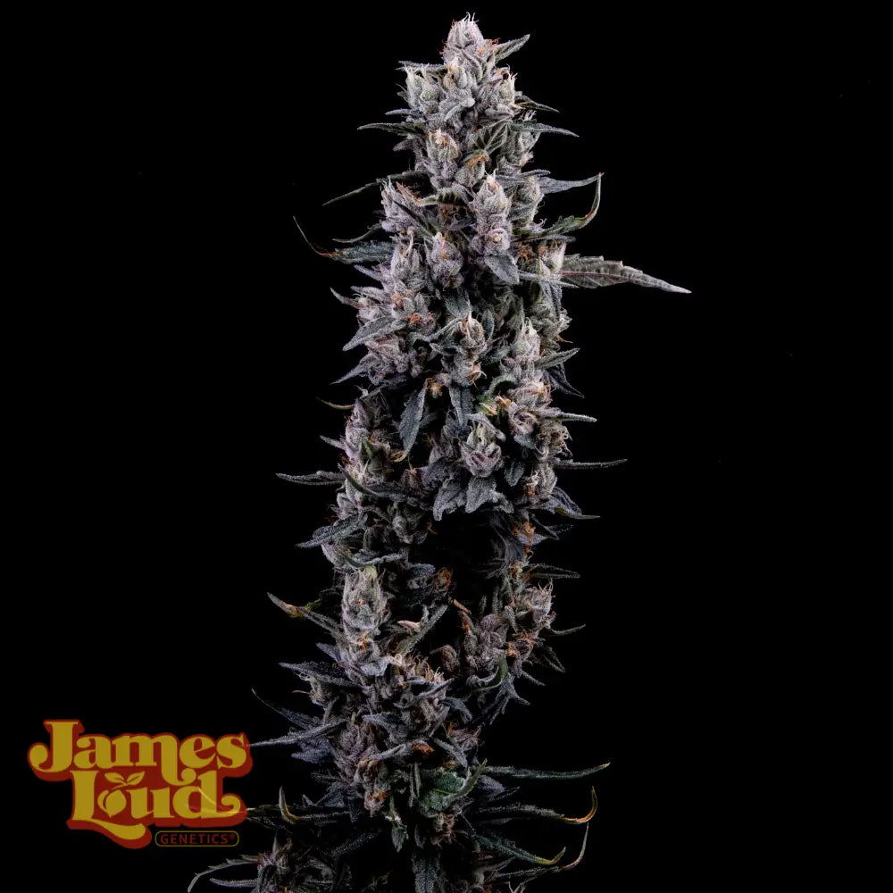 Sour Grape Diesel Feminisierte Samen – James Loud Genetics – James Loud Genetics | Highdelberg Seeds