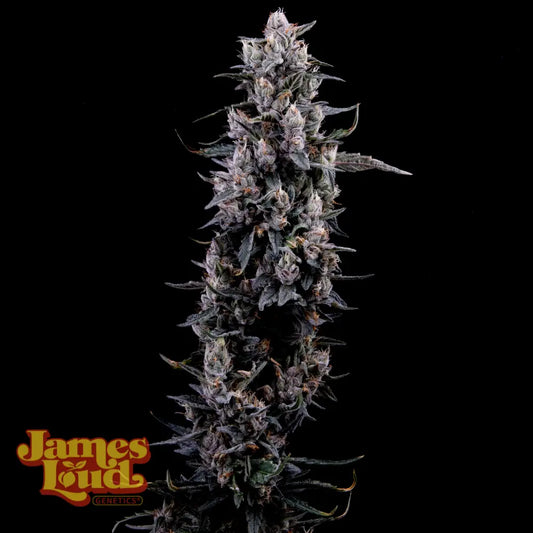 Sour Grape Diesel Feminisierte Samen – James Loud Genetics – James Loud Genetics | Highdelberg Seeds