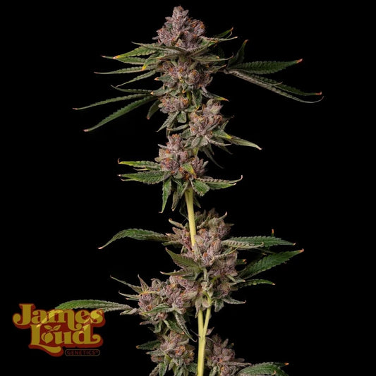 Triangle Lemon Cherry Samen James Loud Genetics kaufen – 3er Pack feminisiert
