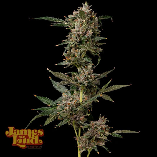 Petrol Pop Feminisierte Cannabissamen James Loud Genetics – SFV OG Kush × ZBX – 3er Pack Sammlerobjekt