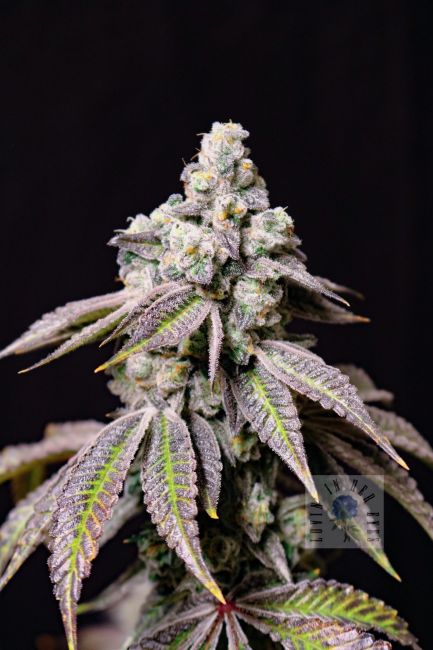 Blueberry Fudge — Lovin In Her Eyes Samen Sammlerobjekt