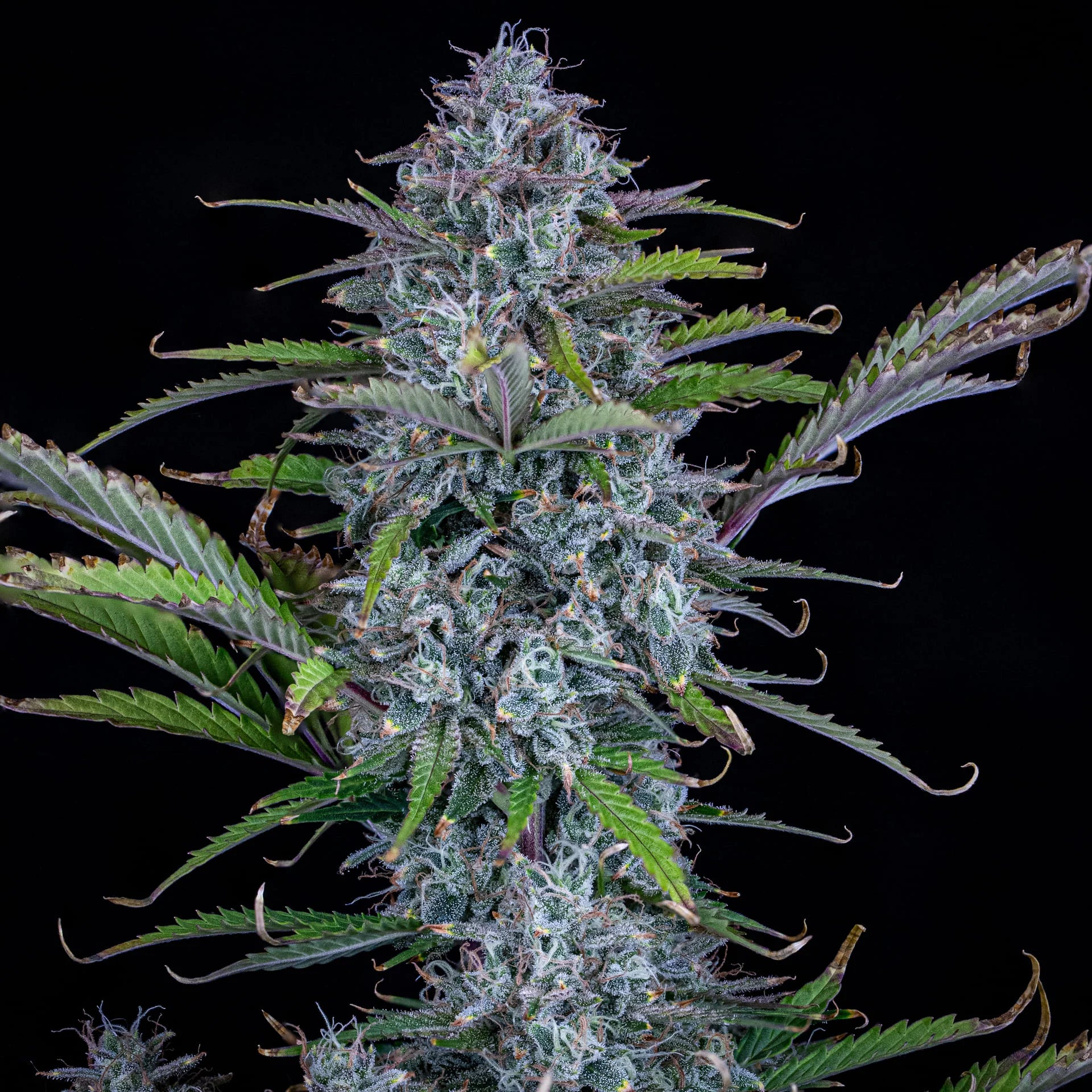 Chemdogging Auto Feminised Seeds – Autoflowering Cannabis Samen von Mephisto Genetics – Sammlerobjekt bei Highdelberg Seeds