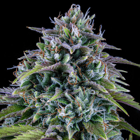 24 Carat Auto Feminised Seeds – Mephisto Genetics | Highdelberg Seeds