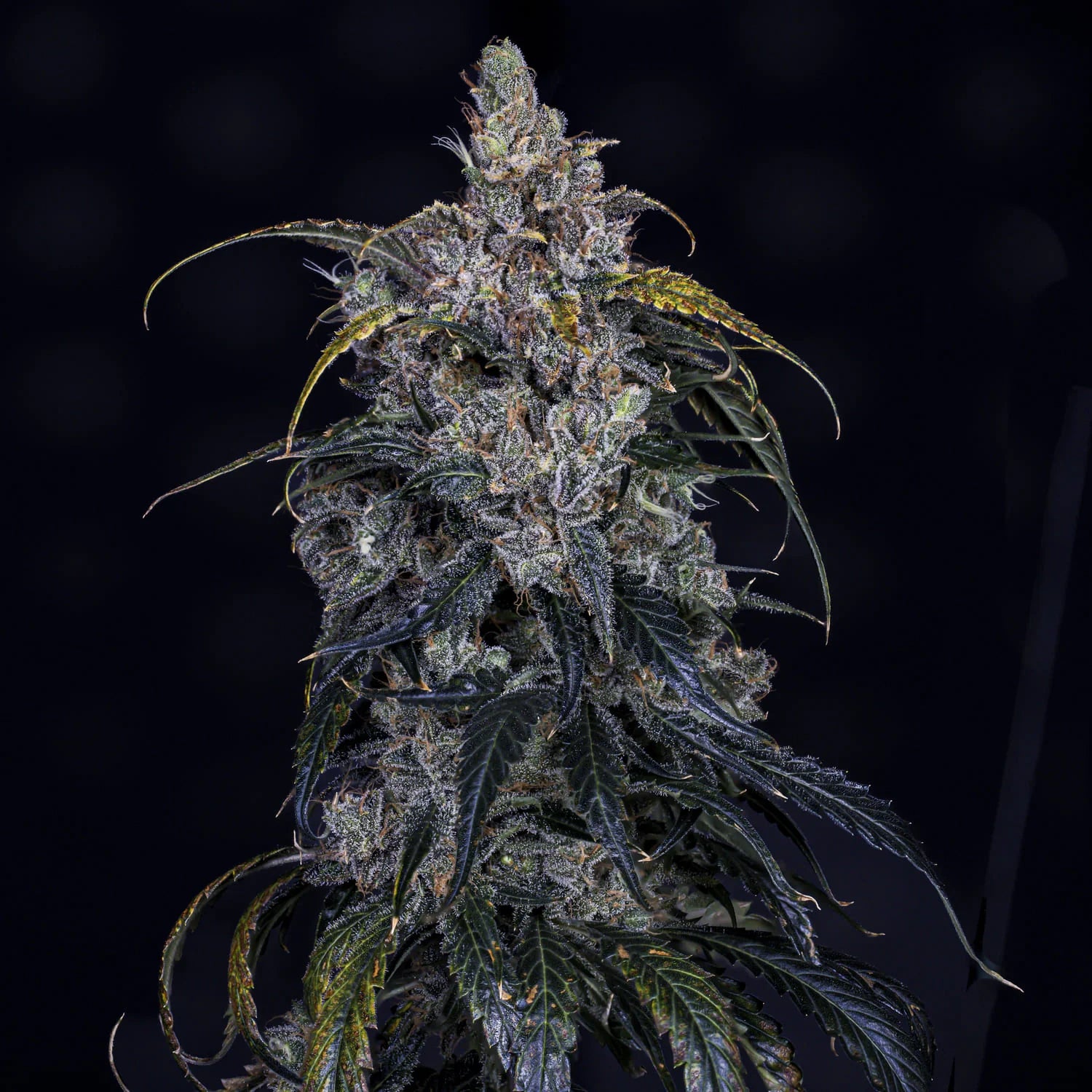 3 Bears OG Auto Feminised Seeds – Mephisto Genetics | Highdelberg Seeds