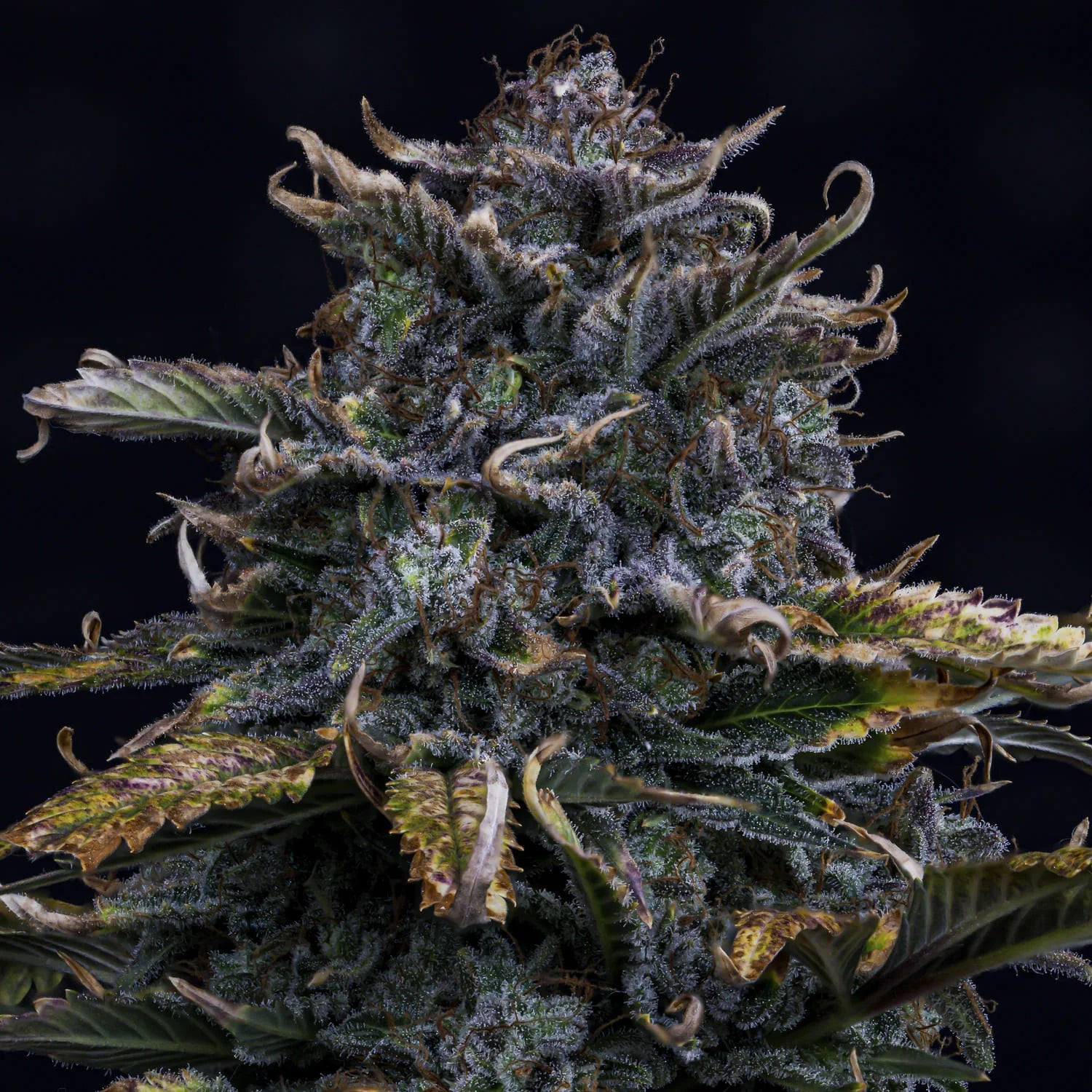 4 Assed Monkey Auto Feminised Seeds – Mephisto Genetics | Highdelberg Seeds