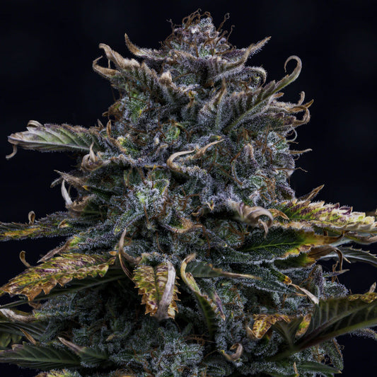 4 Assed Monkey Auto Feminised Seeds – Mephisto Genetics | Highdelberg Seeds