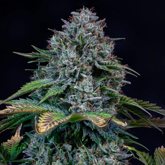 Creme de la Chem Auto Feminised Seeds – Mephisto Genetics | Highdelberg Seeds