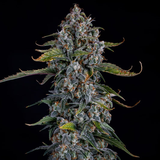 Forum Stomper Auto Feminised Seeds – Mephisto Genetics | Highdelberg Seeds