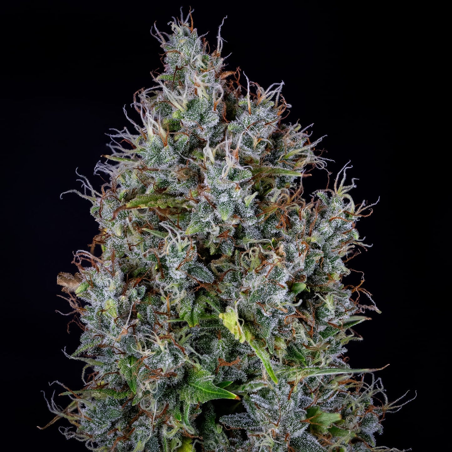 Pink Panama Auto Feminised Seeds – Mephisto Genetics | Highdelberg Seeds