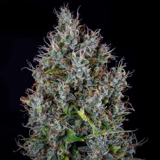 Pink Panama Auto Feminised Seeds – Mephisto Genetics | Highdelberg Seeds