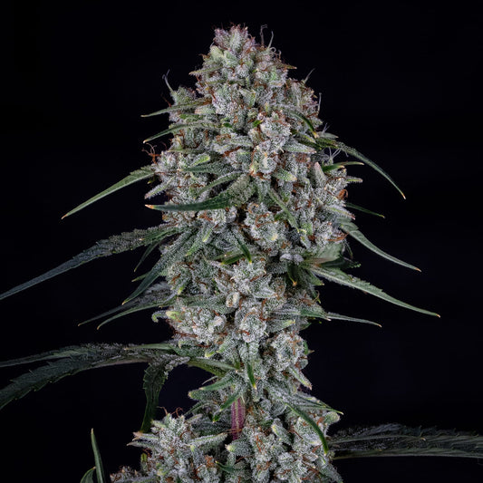 Skywalker Auto Feminised Seeds – Mephisto Genetics | Highdelberg Seeds