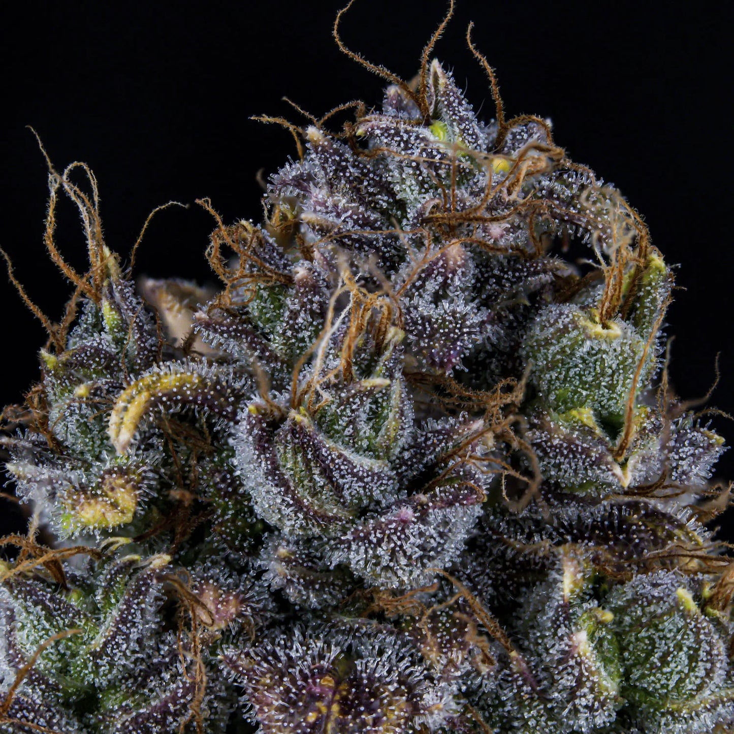 Toof Decay Auto Feminised Seeds – Mephisto Genetics | Highdelberg Seeds