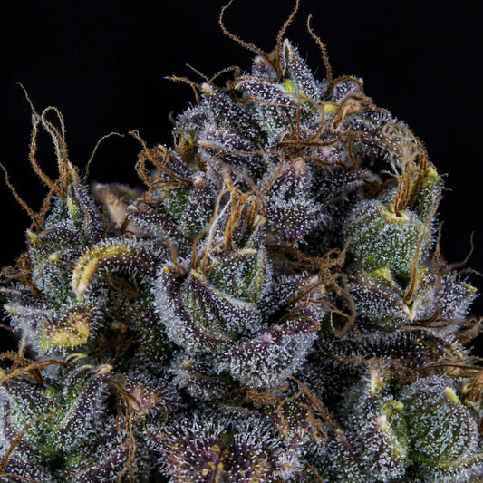 Toof Decay Auto Feminised Seeds – Mephisto Genetics | Highdelberg Seeds