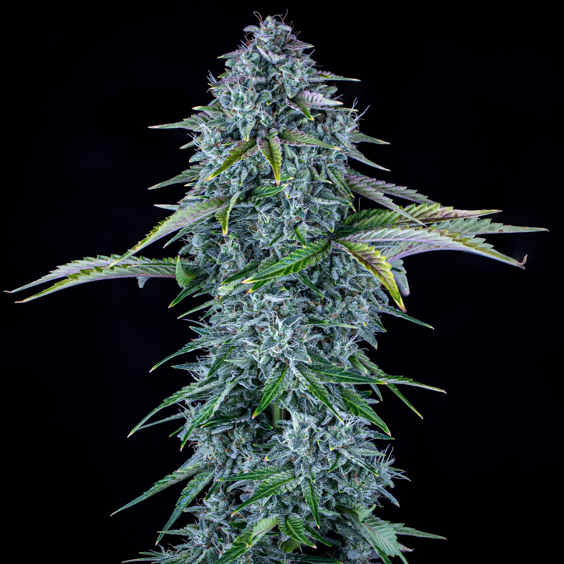 Orange Diesel Auto Feminised Seeds – Autoflowering Cannabis Samen von Mephisto Genetics – Sammlerobjekt bei Highdelberg Seeds