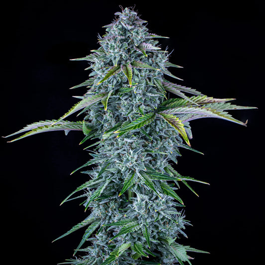 Orange Diesel Auto Feminised Seeds – Autoflowering Cannabis Samen von Mephisto Genetics – Sammlerobjekt bei Highdelberg Seeds