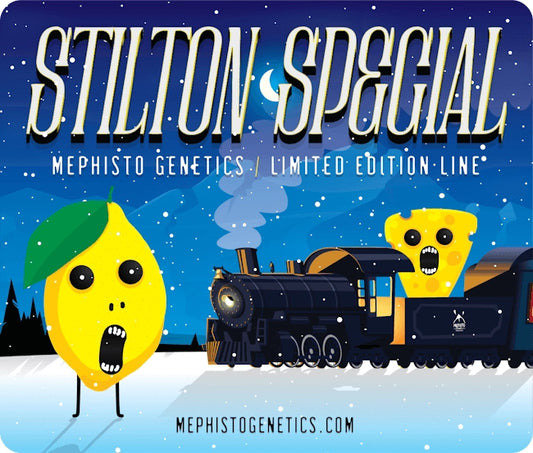 Stilton Special Auto Feminised Seeds - Mephisto Genetics – Mephisto Genetics | Highdelberg Seeds