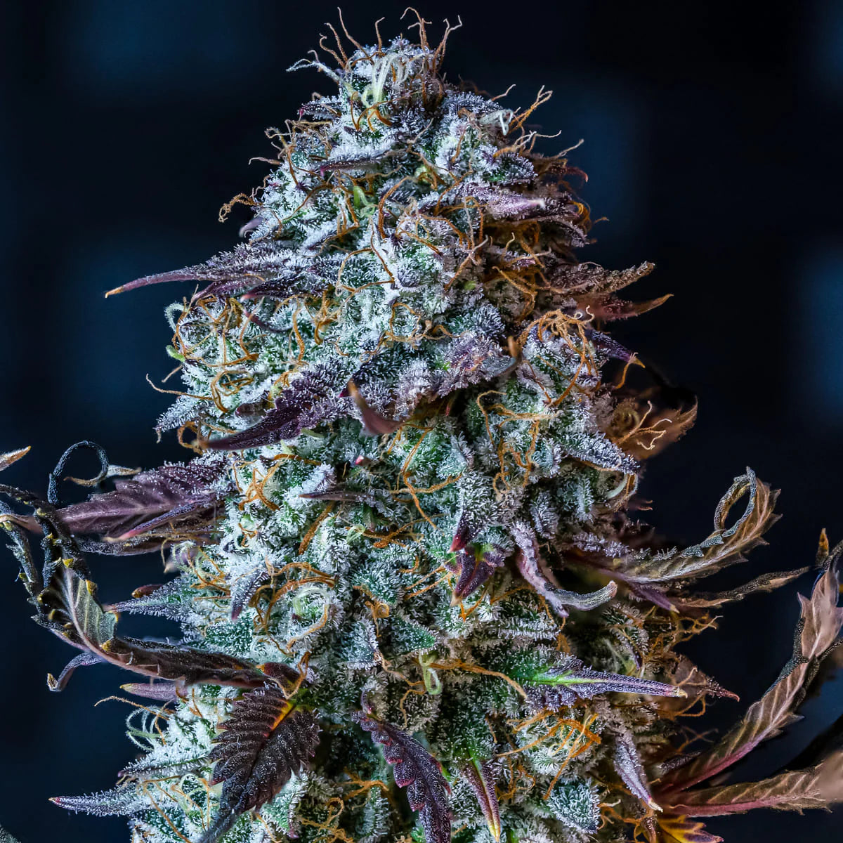 Mephisto's Wedding Auto Feminised Seeds – Autoflowering Cannabis Samen von Mephisto Genetics – Sammlerobjekt bei Highdelberg Seeds